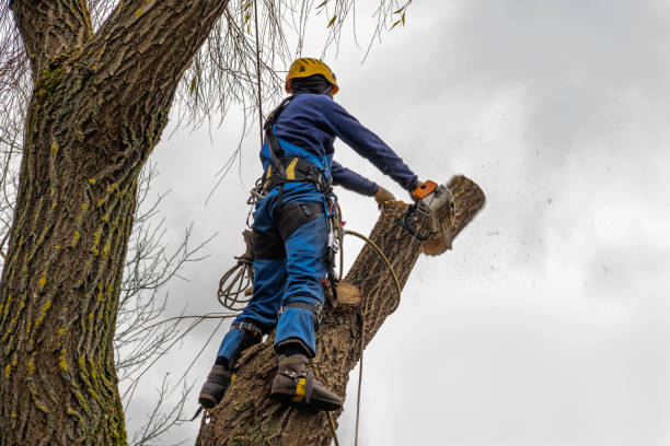 Best Utility Line Clearance  in Gold Bar, WA