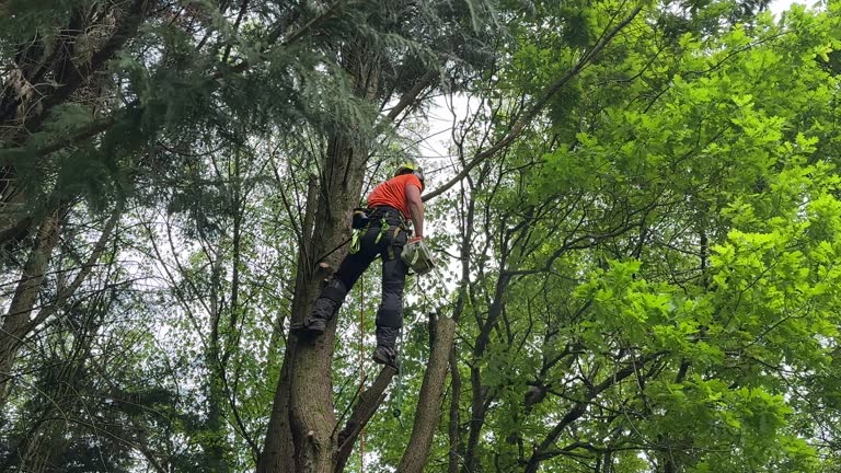 Best Tree and Shrub Care  in Gold Bar, WA