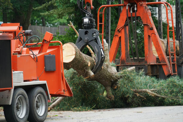 Best Tree Disease Treatment  in Gold Bar, WA